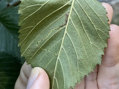 Stigmella multispicata