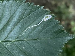 Stigmella multispicata