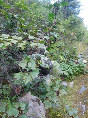 Ribes altissimum