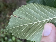 Stigmella multispicata