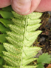 Polystichum lonchitis
