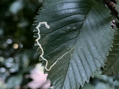 Stigmella multispicata