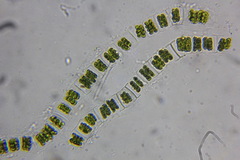 Desmidium