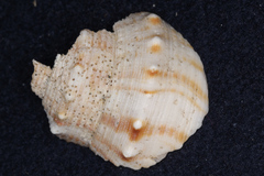 Struthiolaria papulosa