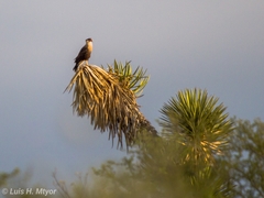 Caracara plancus cheriway