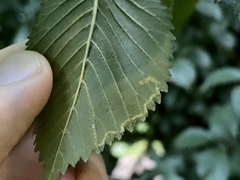 Stigmella multispicata