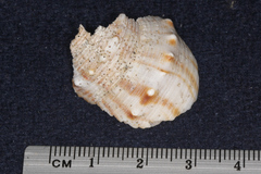 Struthiolaria papulosa