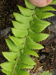 Polystichum lonchitis