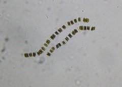 Desmidium