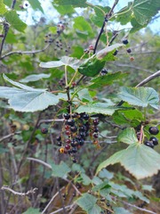 Ribes altissimum