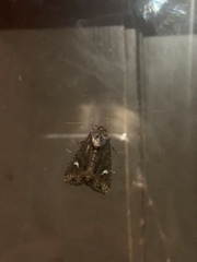 Lacinipolia renigera