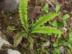 Polystichum lonchitis