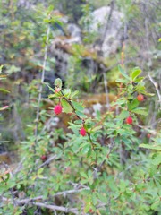 Berberis sibirica