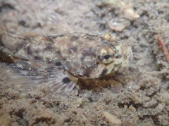 Cottus cognatus