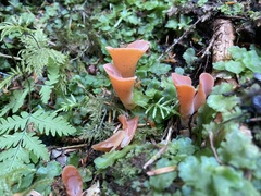Guepinia helvelloides