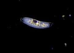 Paramecium