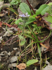 Veronica wormskjoldii