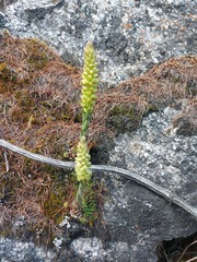 Orostachys spinosa