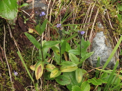 Veronica wormskjoldii