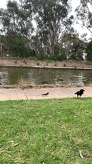 Rhipidura leucophrys