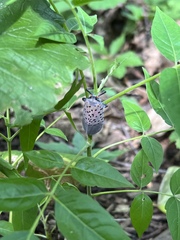 Lycorma delicatula