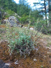 Artemisia lagocephala
