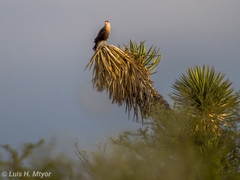 Caracara plancus cheriway
