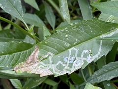 Liriomyza carphephori