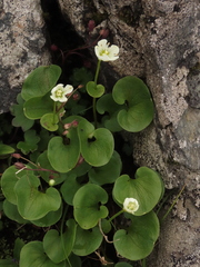 Parnassia fimbriata