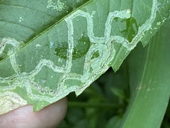 Liriomyza carphephori