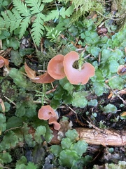 Guepinia helvelloides
