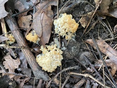 Ramaria