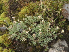Antennaria alpina