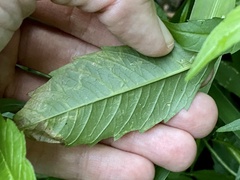 Liriomyza carphephori