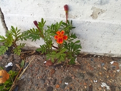 Tagetes patula