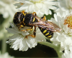 Ectemnius