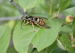 Dolichovespula arenaria
