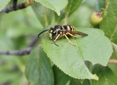 Dolichovespula arenaria