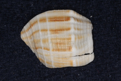 Austrofusus glans