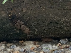 Ontholestes cingulatus