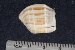 Austrofusus glans