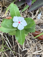 Catharanthus roseus