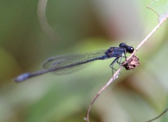 Enallagma cardenium