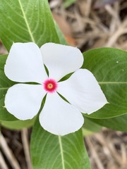 Catharanthus roseus