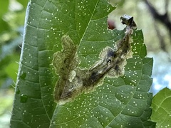 Agromyza ambrosivora