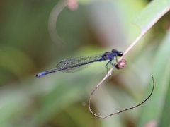 Enallagma cardenium