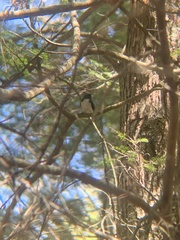 Setophaga caerulescens