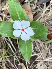 Catharanthus roseus
