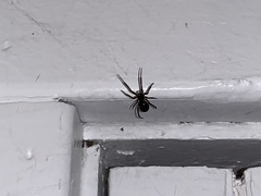 Steatoda borealis
