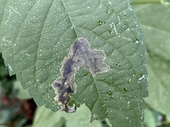 Agromyza ambrosivora